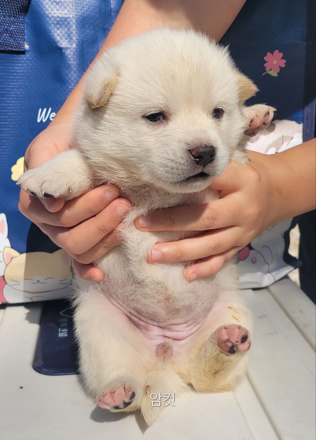 울산유기동물보호센터_431373202400621