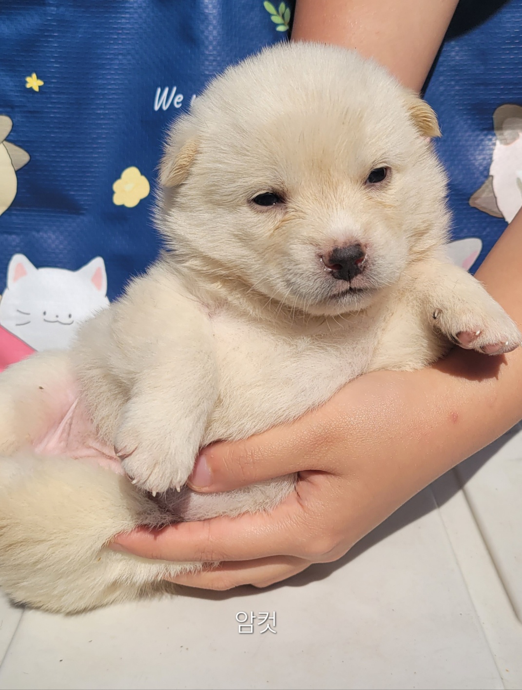 울산유기동물보호센터_431373202400622
