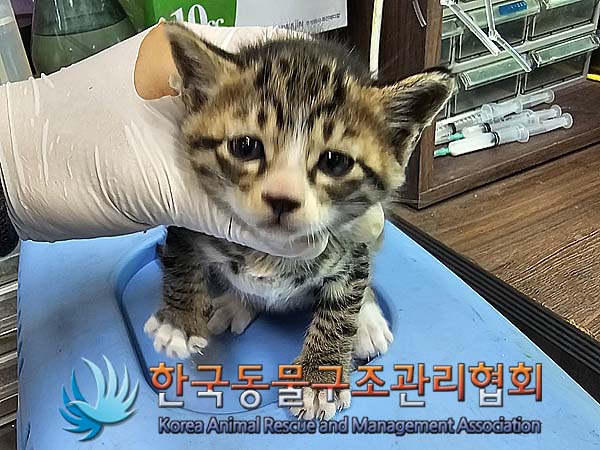 한국동물구조관리협회_411304202400244