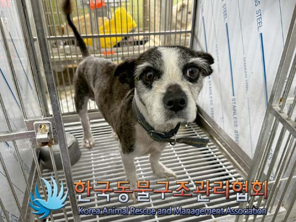 한국동물구조관리협회_441560202400518