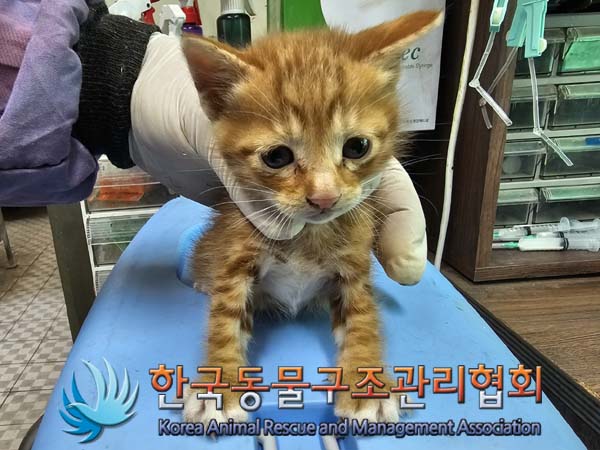 종료(자연사) 한국…