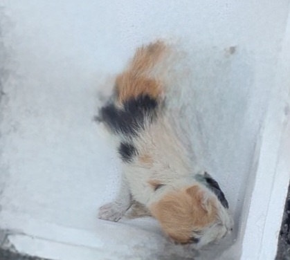 울산유기동물보호센터_431370202400297