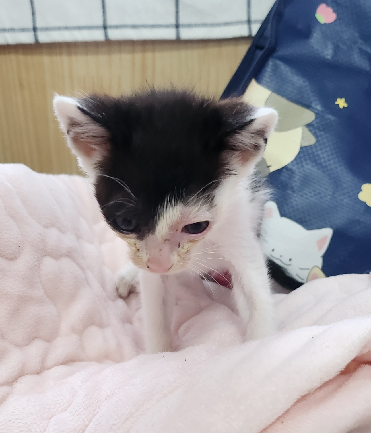 보호중 한국 고양이…