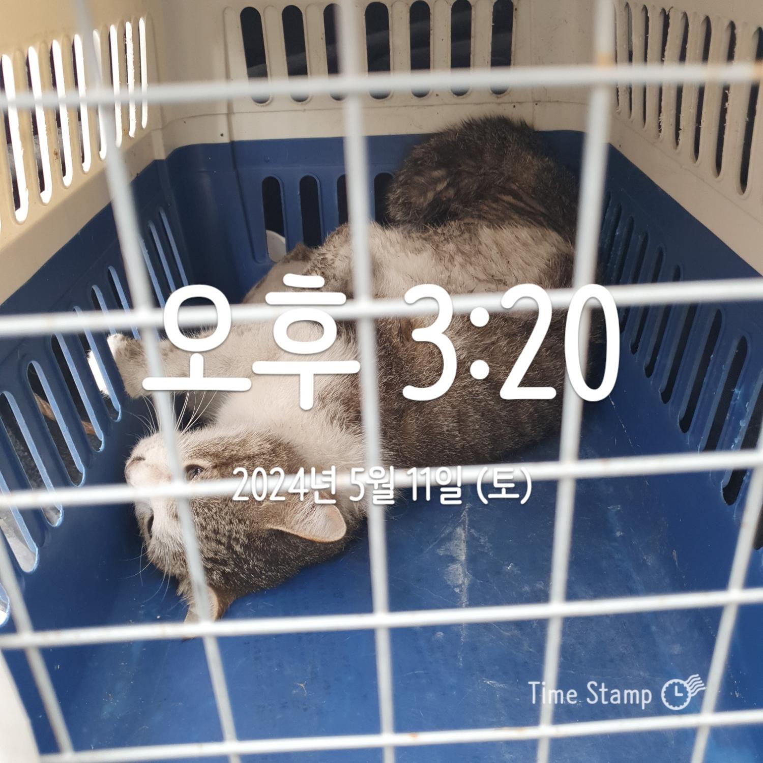 울산유기동물보호센터_431370202400301