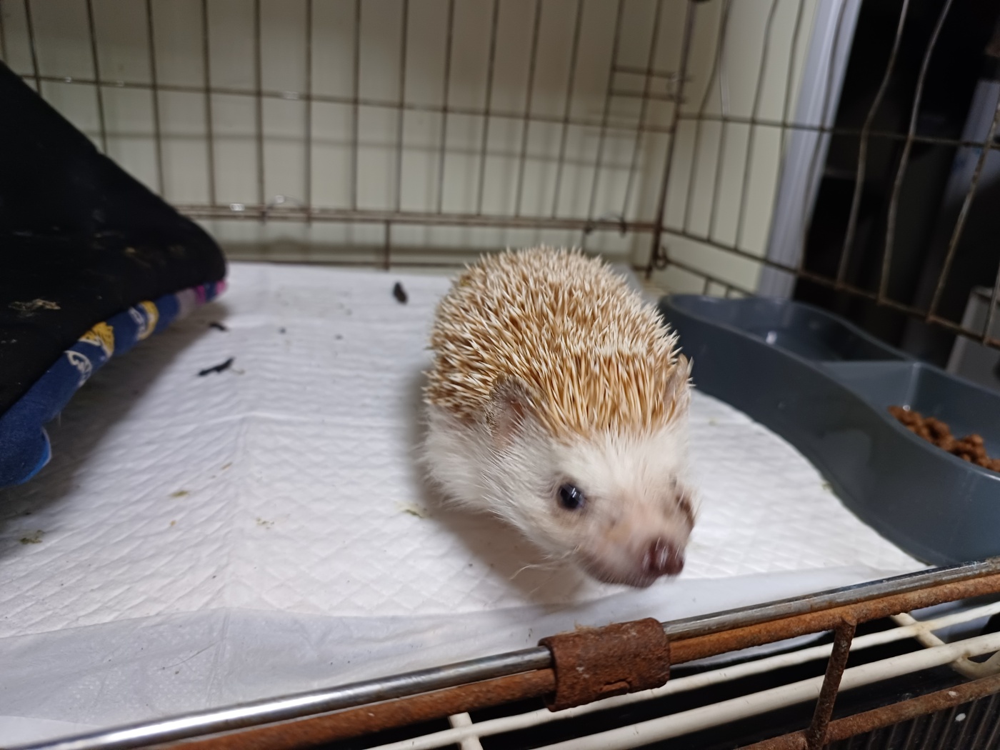 행복한동물병원_445464202401614