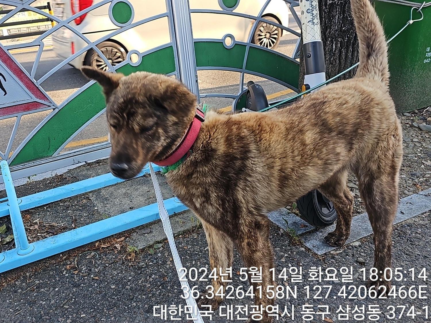 대전동물보호센터_430364202400130