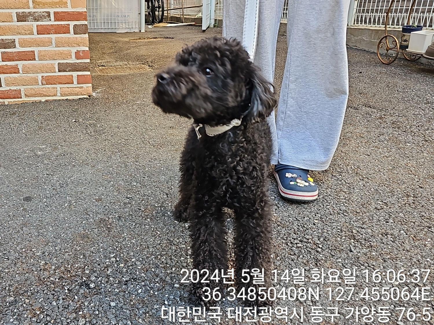 종료(입양) 푸들의…