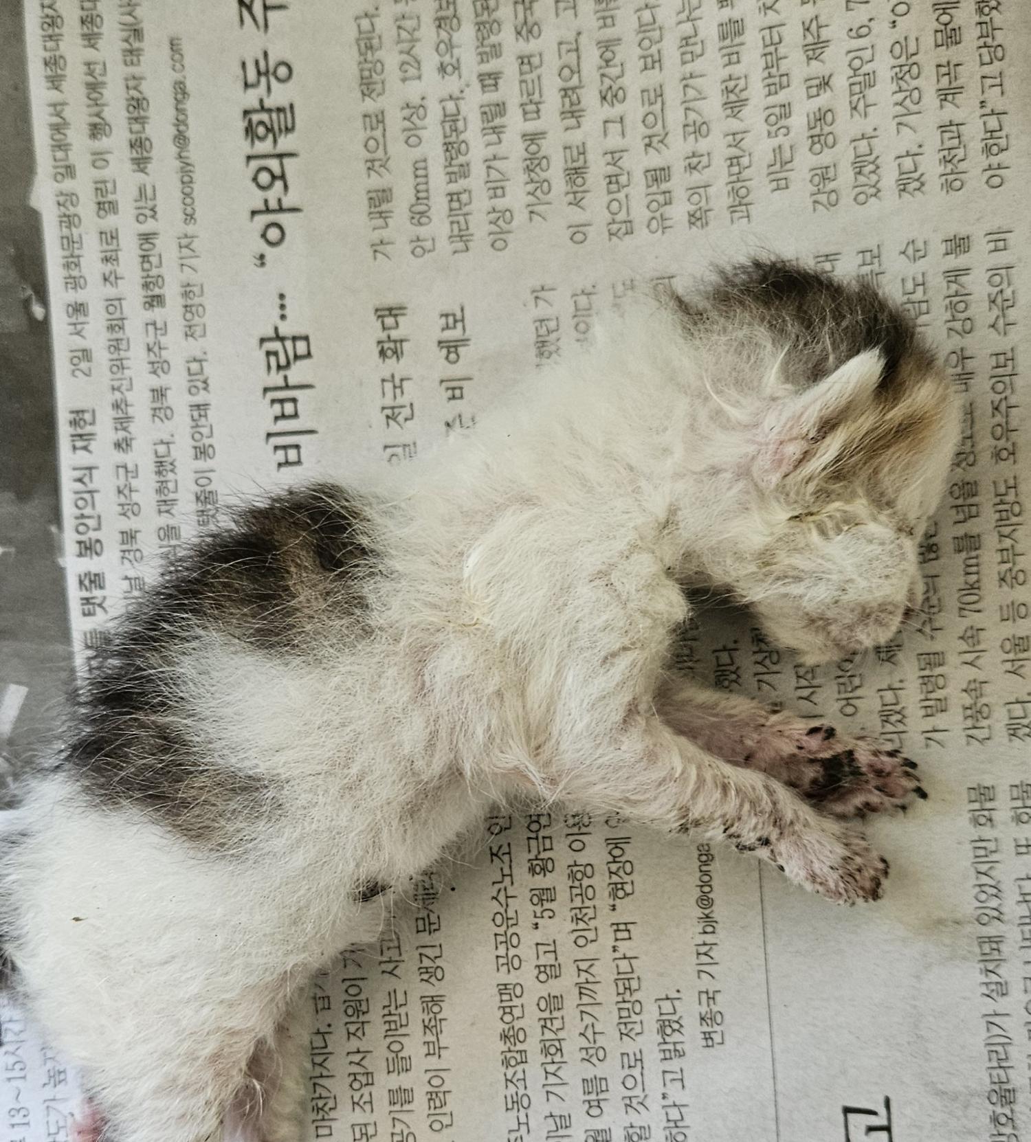 대구유기동물보호협회_427345202400235
