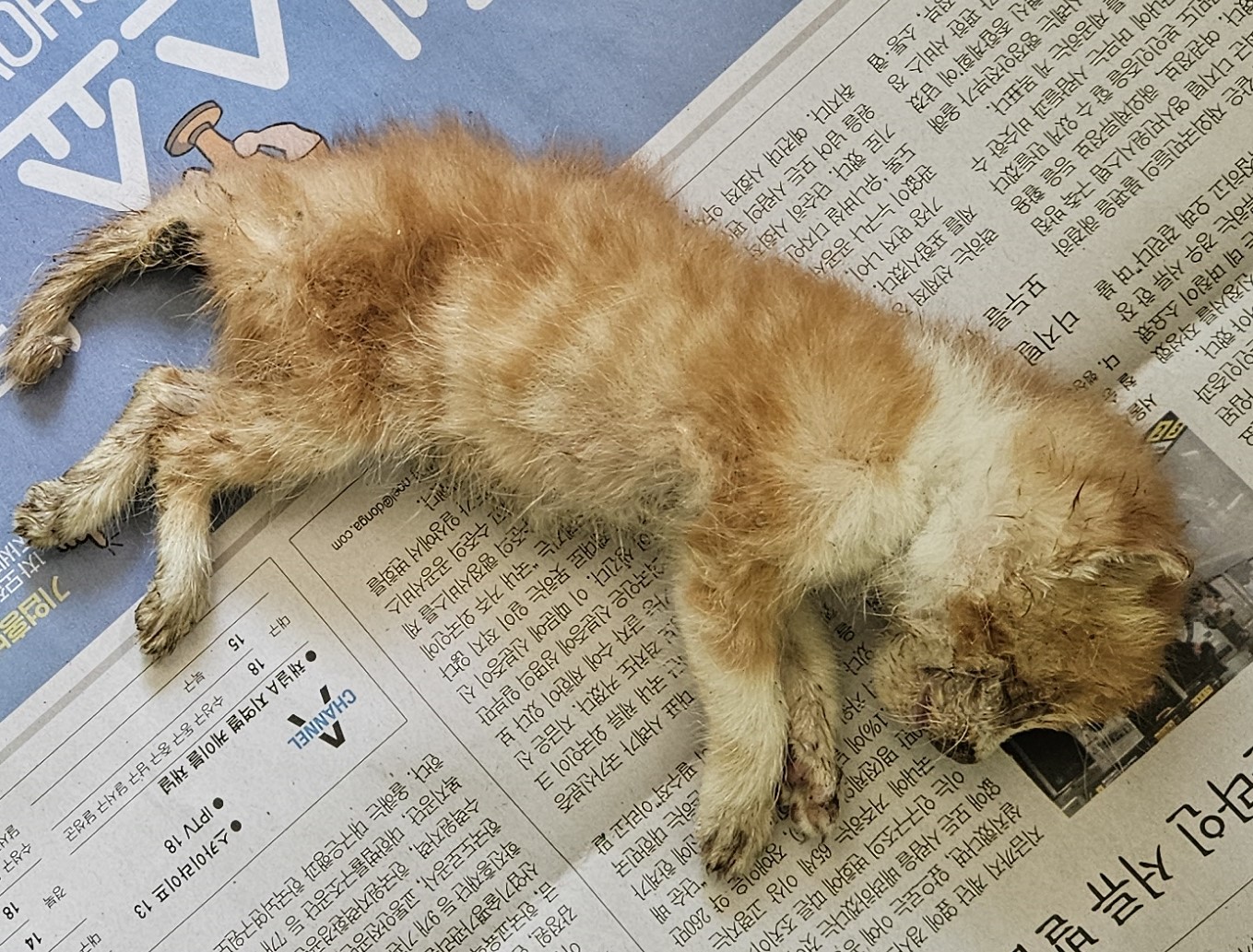 대구유기동물보호협회_427345202400234