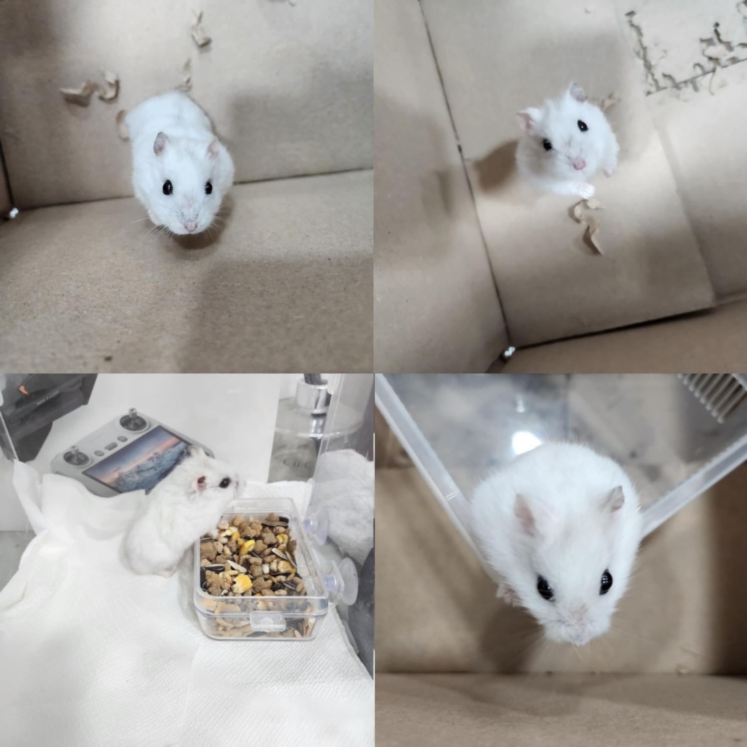 반려동물 입양센터_447508202400671