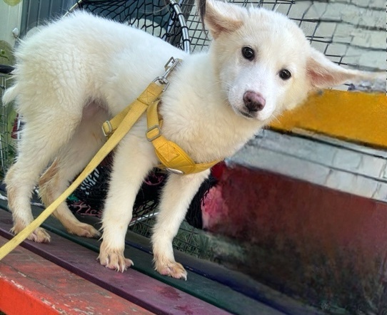 울산유기동물보호센터_431372202400230