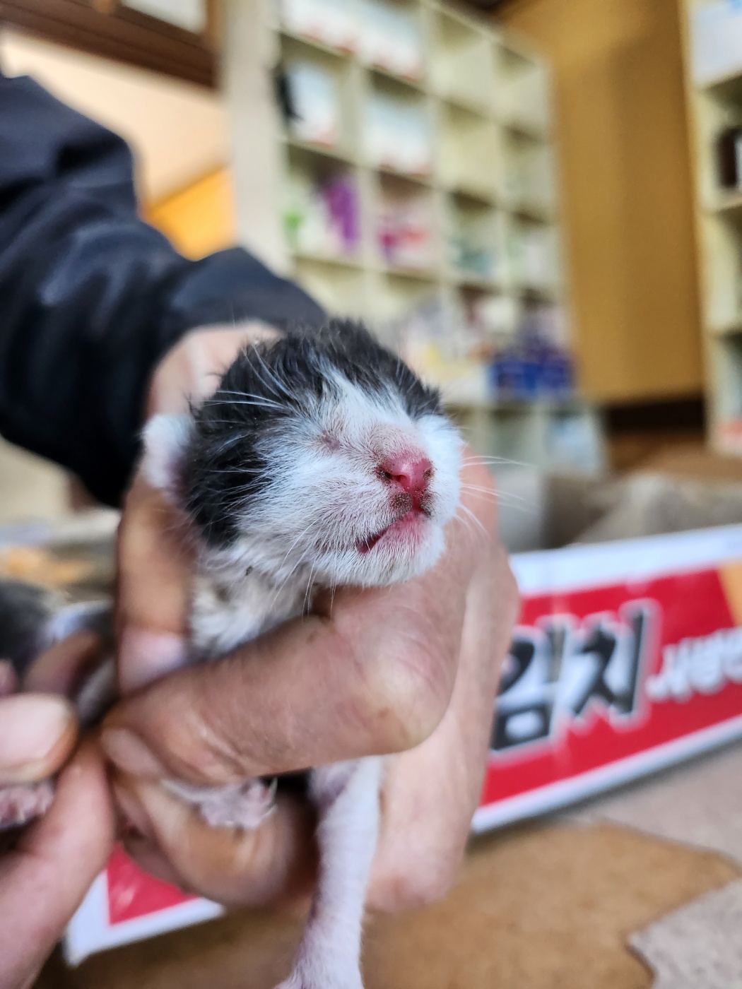 보호중 믹스묘의 가…