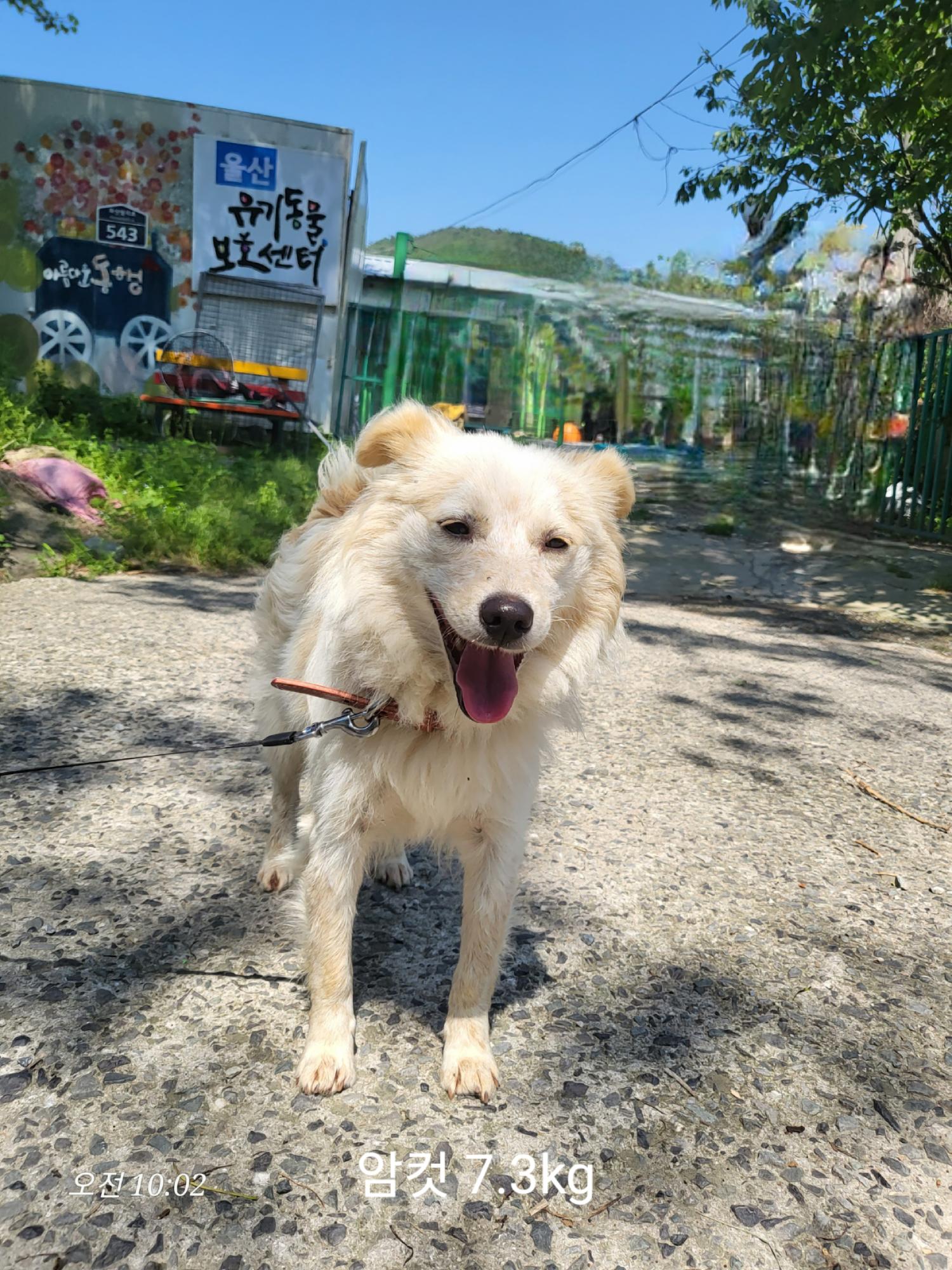 울산유기동물보호센터_431372202400244