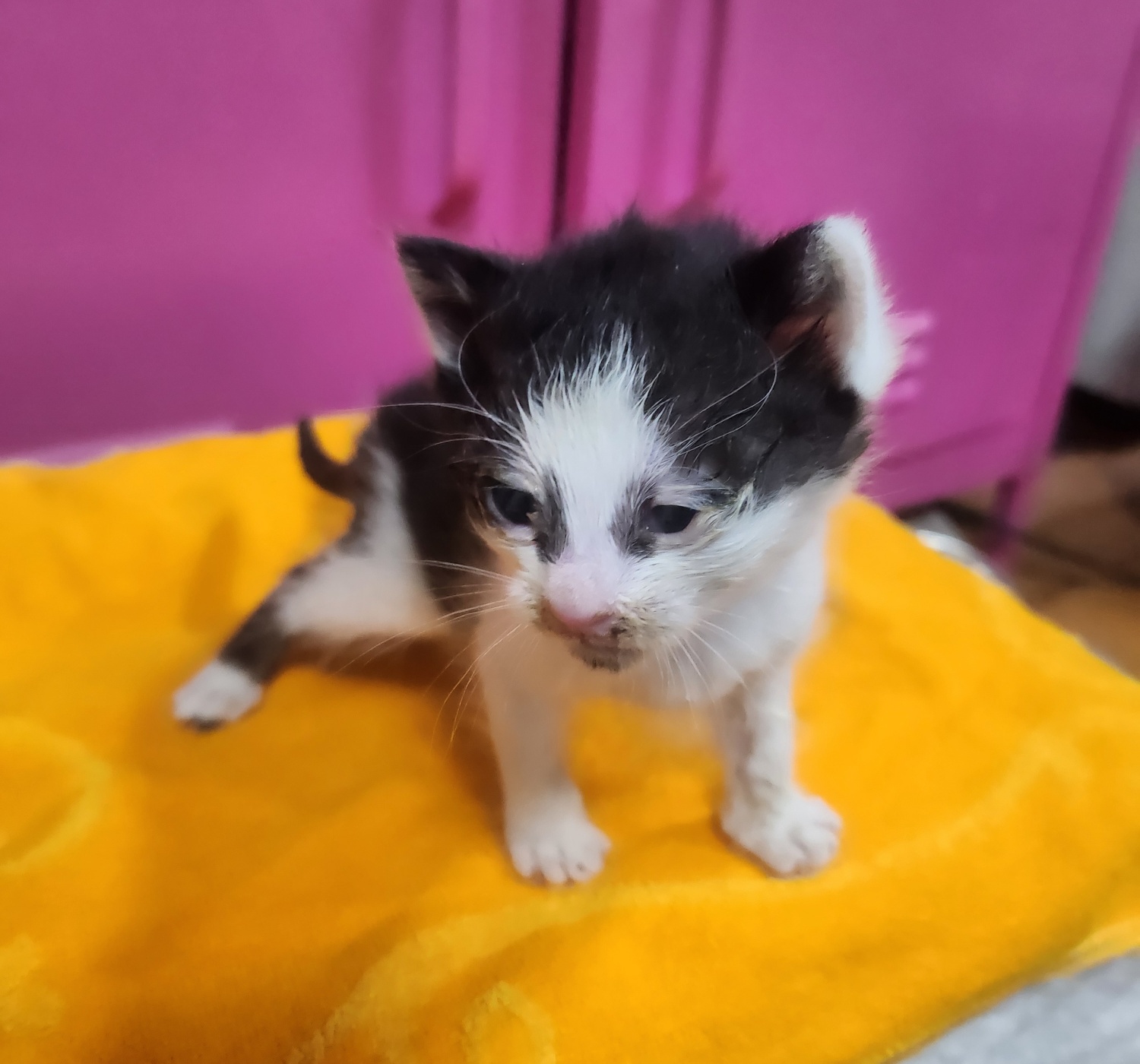 울산유기동물보호센터_431372202400245