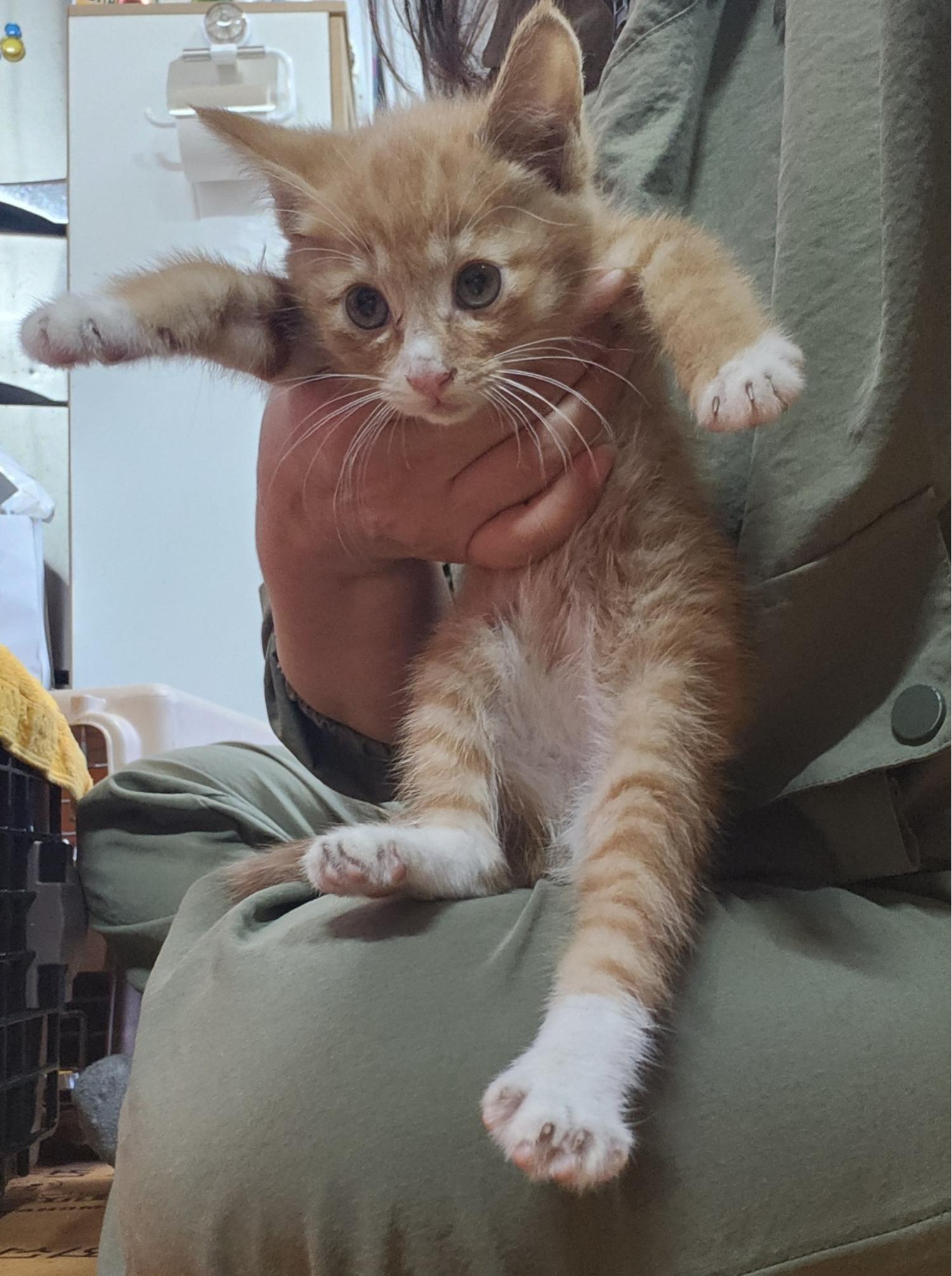 울산유기동물보호센터_431369202400264