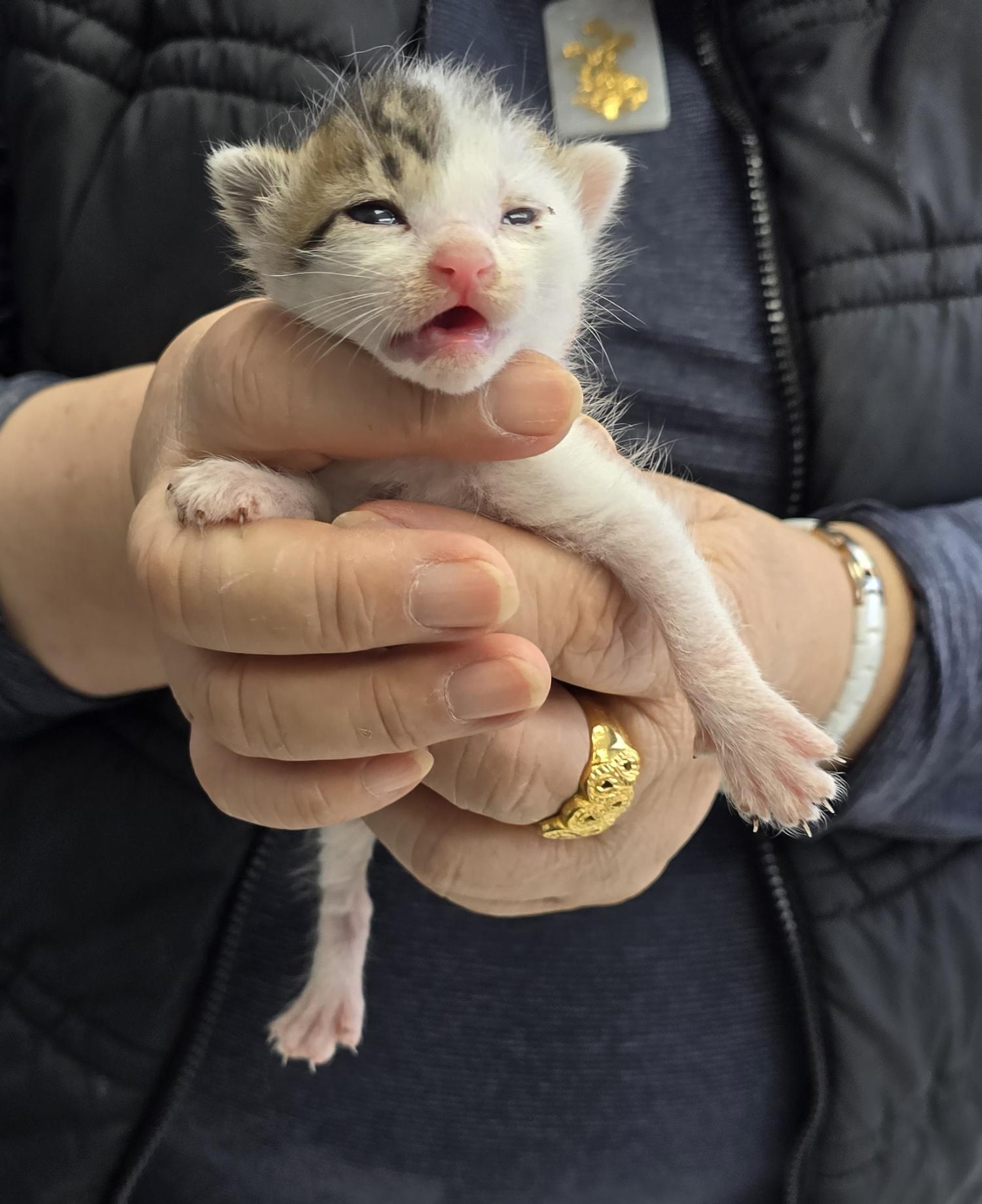 보호중 한국 고양이…