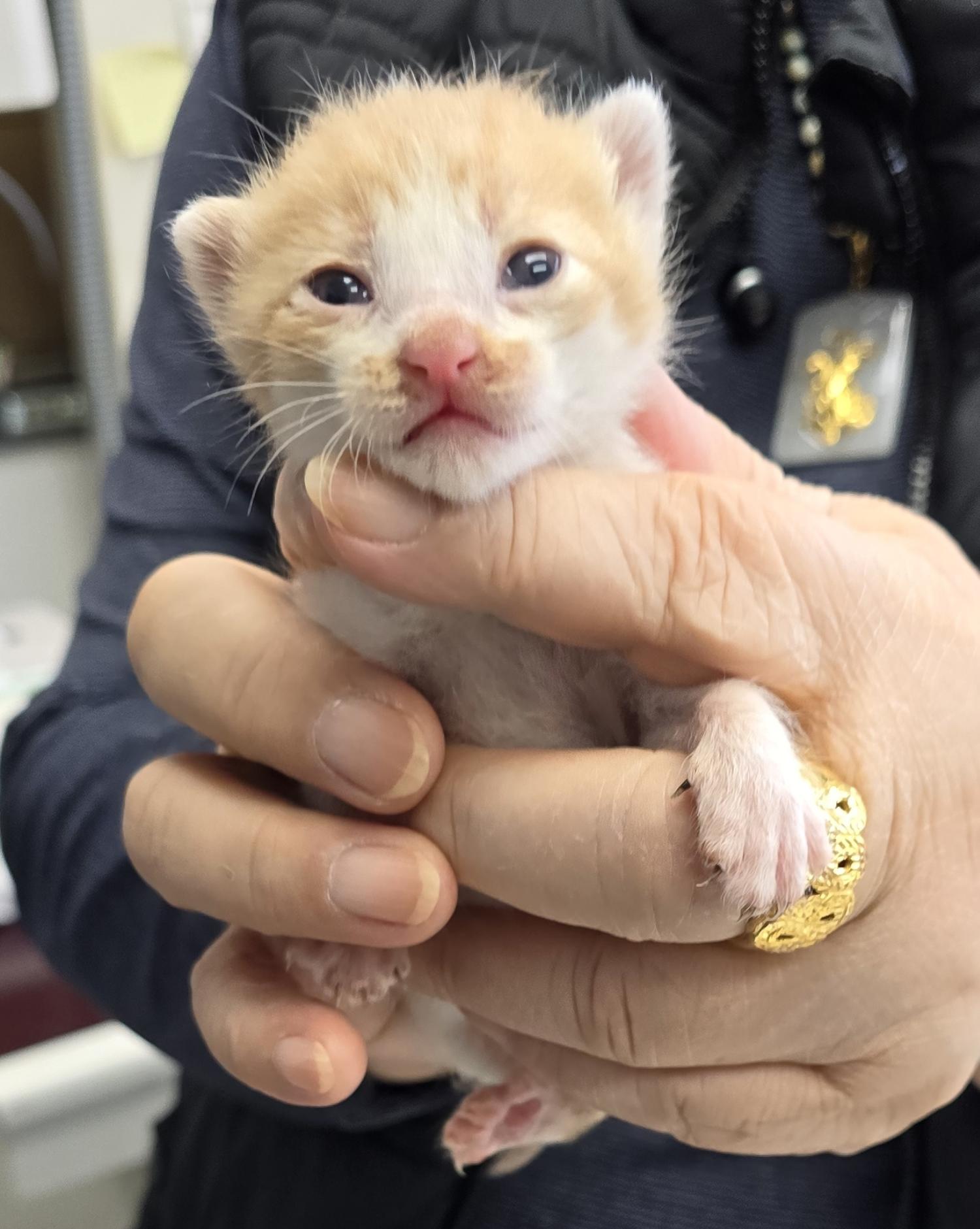 보호중 한국 고양이…