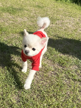 보호중 포메라니안의…