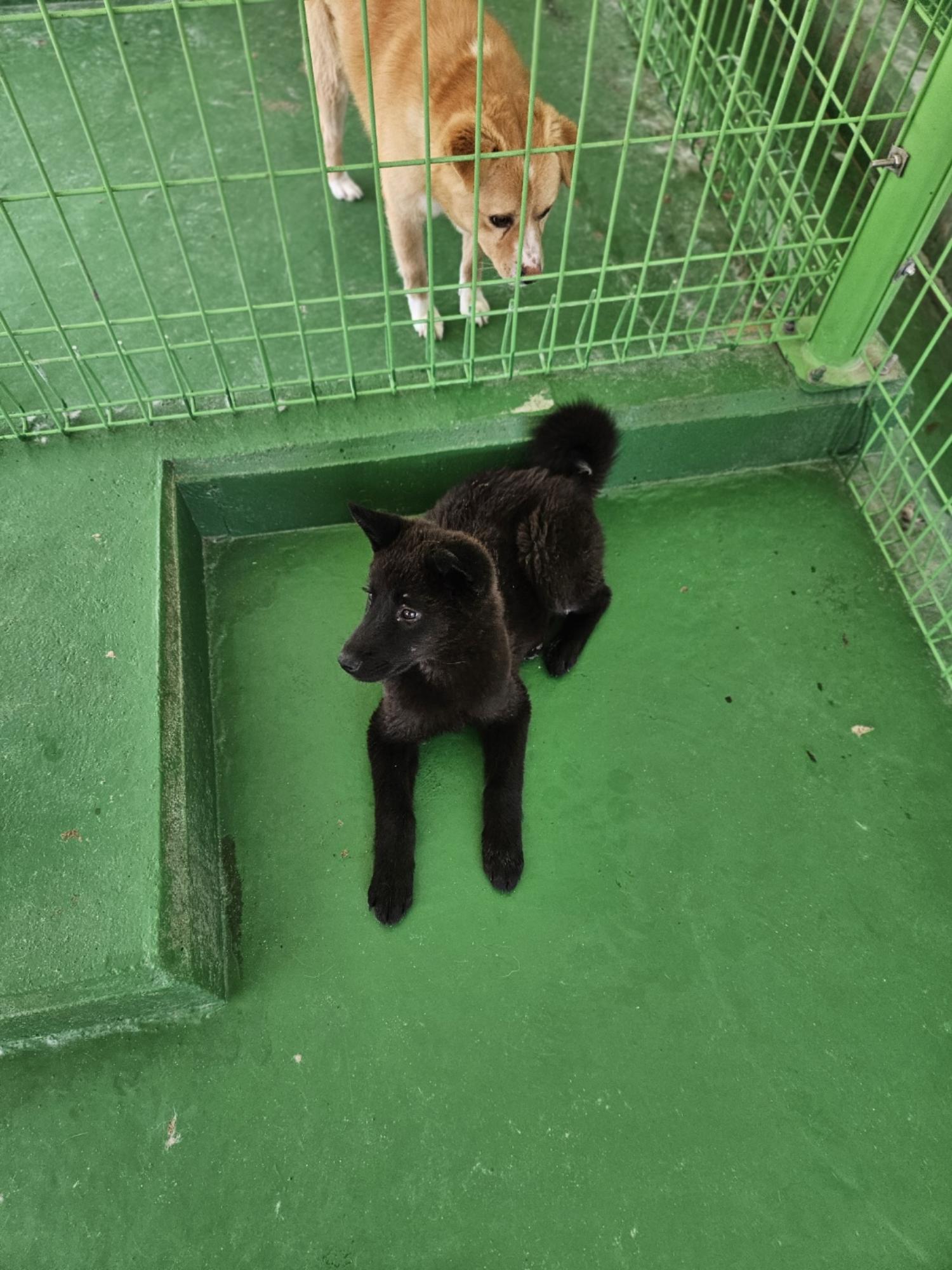 진안군유기동물보호소_445473202400303