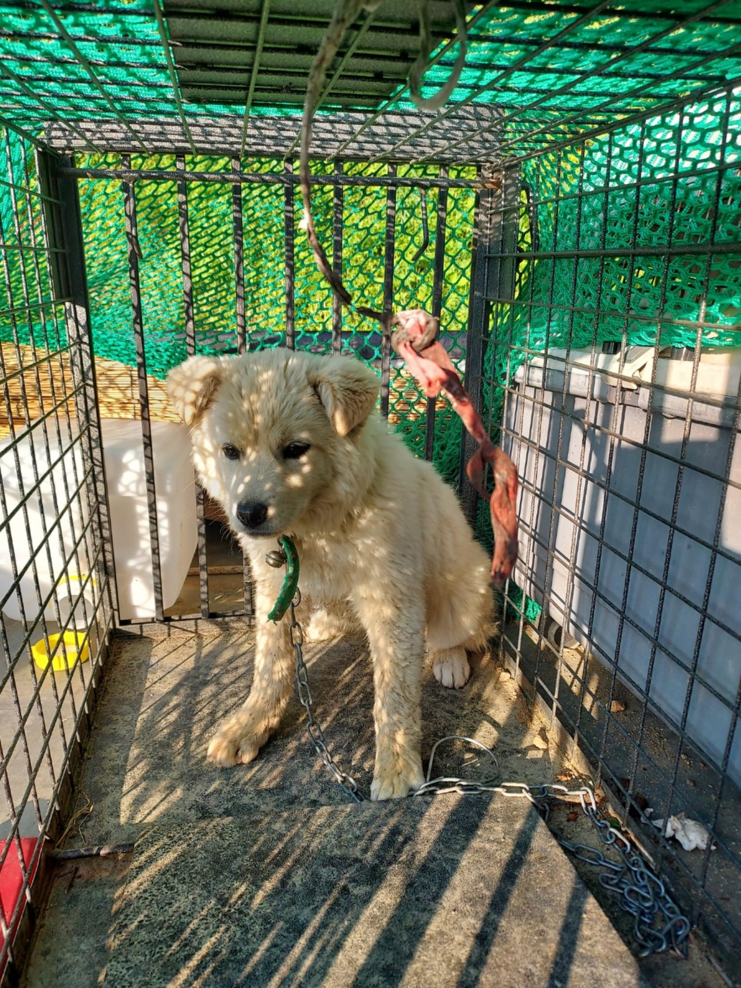 종료(반환) 믹스견…