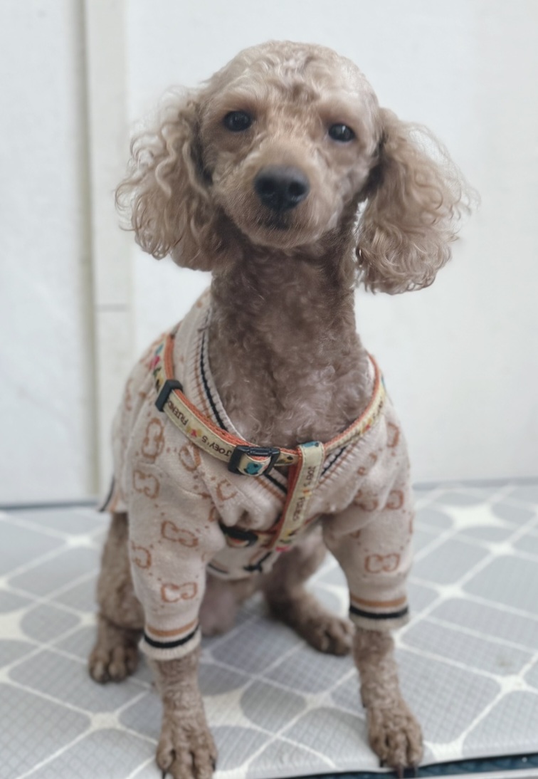 짱구네동물병원_428354202400380