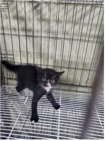 보호중 한국 고양이…