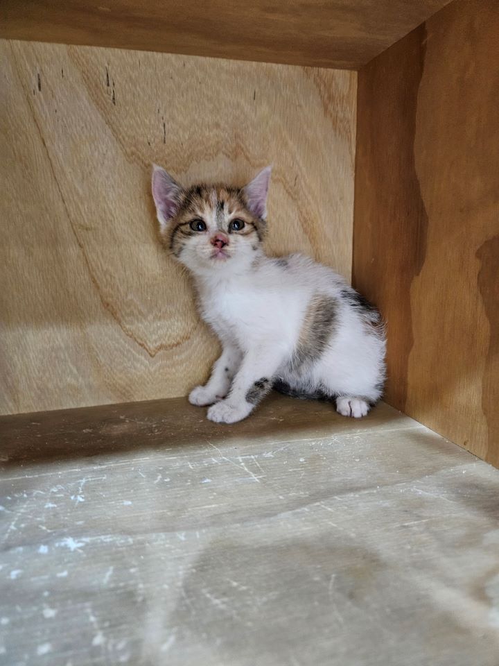 [고양이] 한국 고양이 대구-중구-2024-00063 유기동물 배경 이미지 입니다.
