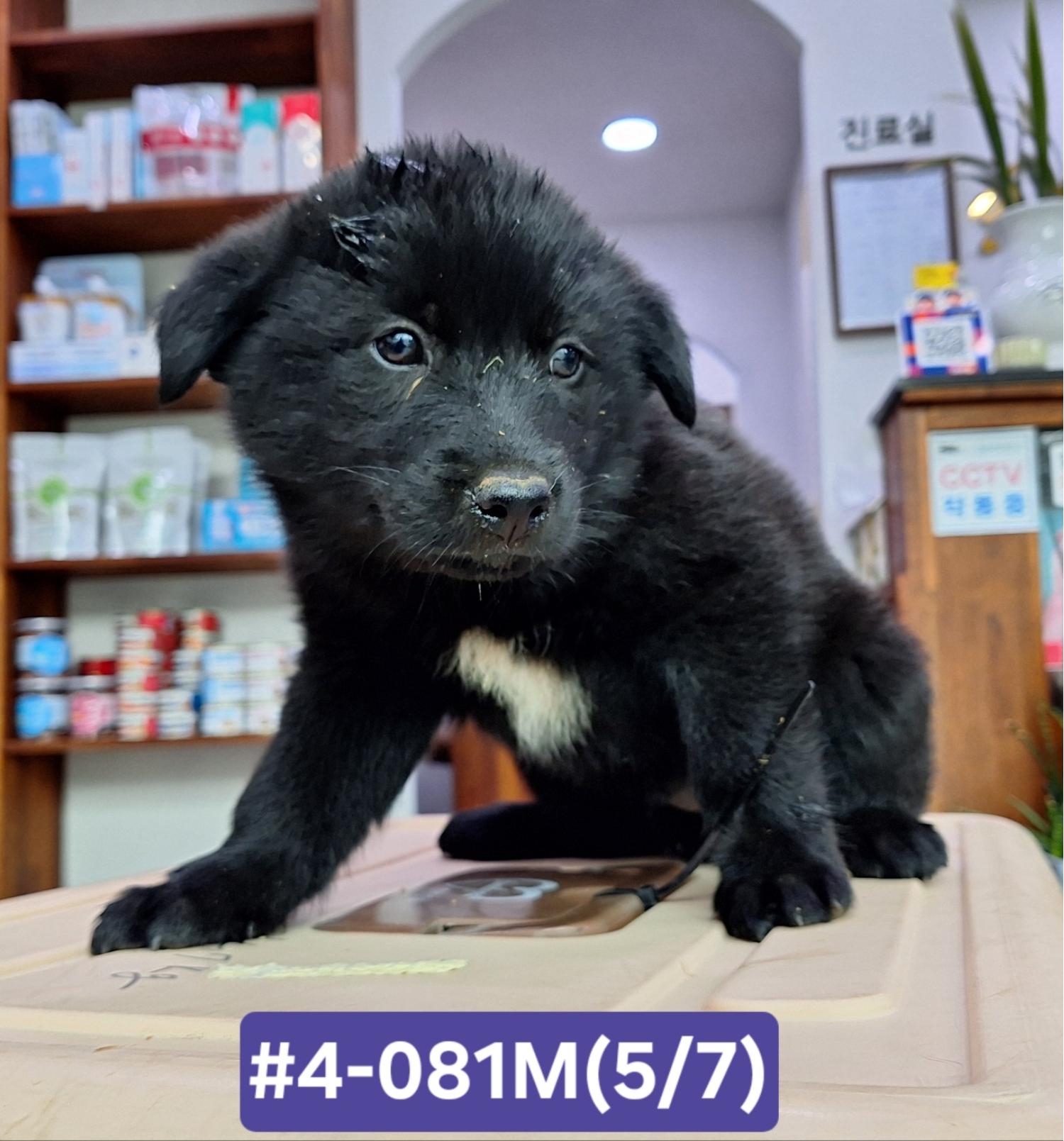 고성군유기동물보호소_448542202400949