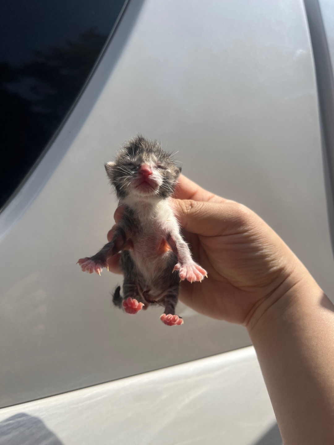 [고양이] 한국 고양이 부산-중구-2024-00070 유기동물 배경 이미지 입니다.