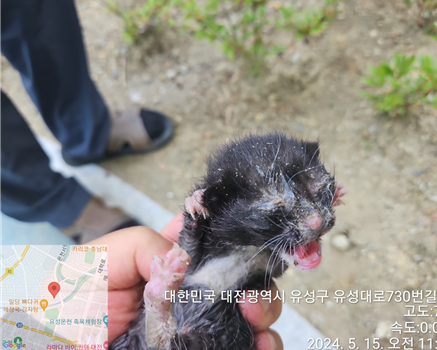 [고양이] 한국 고양이 대전-유성-2024-00153 유기동물 배경 이미지 입니다.