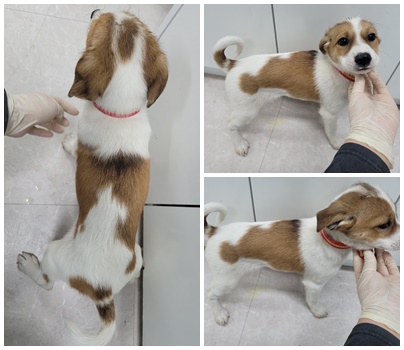 논산시 동물보호센터_444454202400341