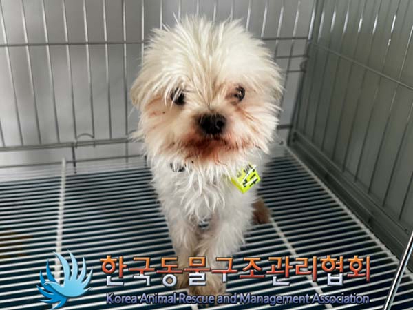 보호중 말티즈의 가…