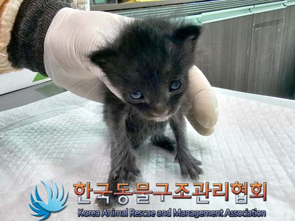 [고양이] 한국 고양이 서울-금천-2024-00053 유기동물 배경 이미지 입니다.