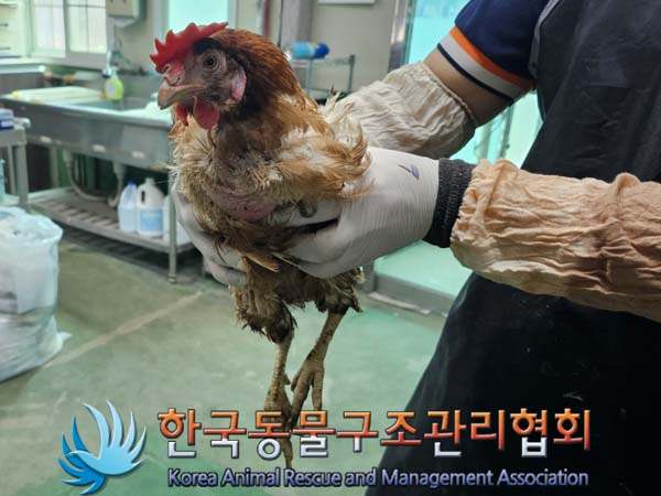[기타축종] 닭 서울-영등포-2024-00033 유기동물 배경 이미지 입니다.