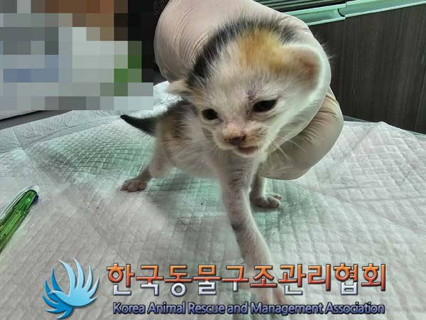 [고양이] 한국 고양이 서울-금천-2024-00052 유기동물 배경 이미지 입니다.
