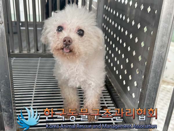 종료(안락사) 푸들…