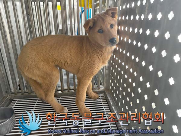 한국동물구조관리협회_441409202400649