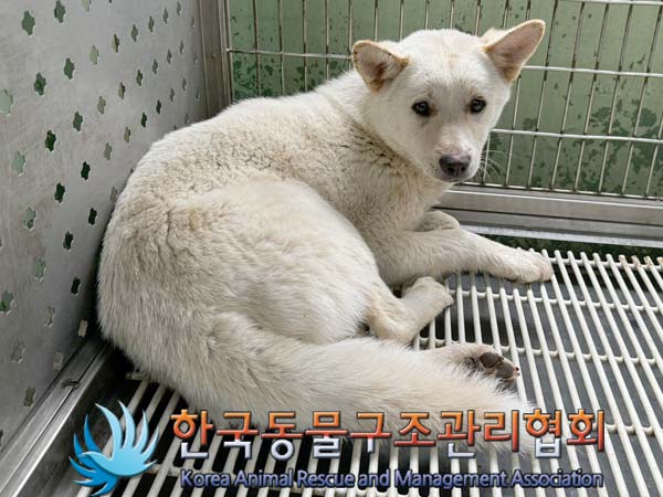 종료(안락사) 믹스…