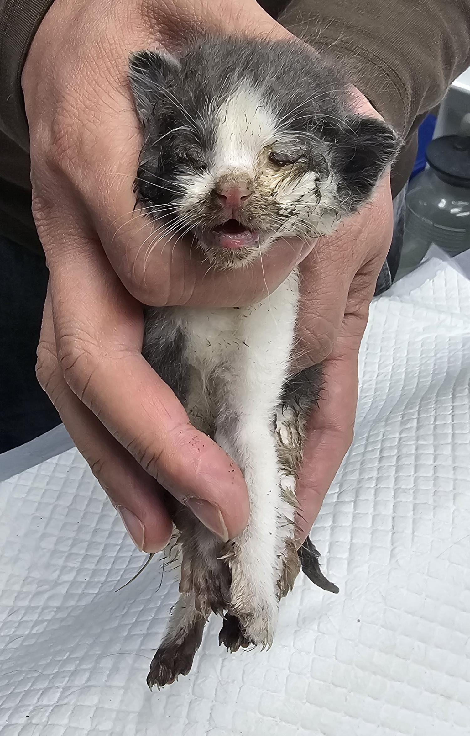 보호중 한국 고양이…