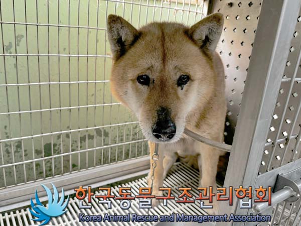 [개] 믹스견 경기-포천-2024-00396 유기동물 배경 이미지 입니다.