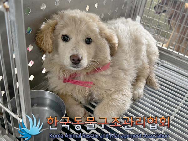 종료(입양) 믹스견…