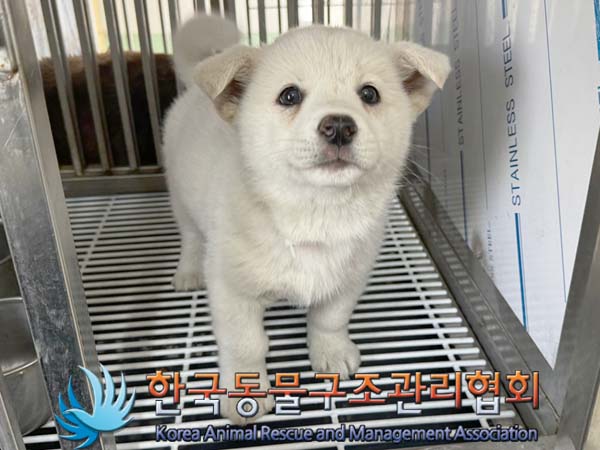 보호중 믹스견의 가…