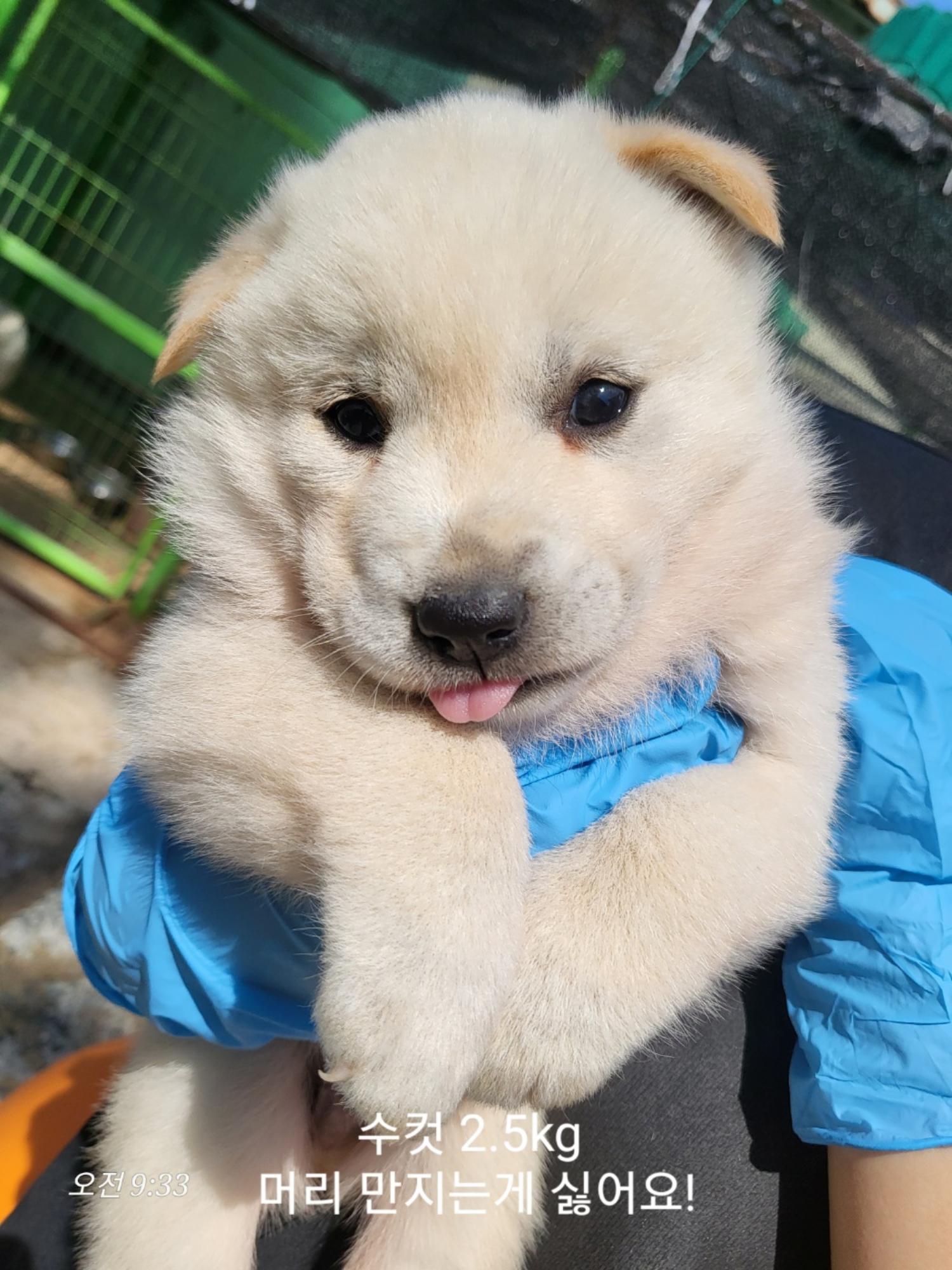 울산유기동물보호센터_431373202400639