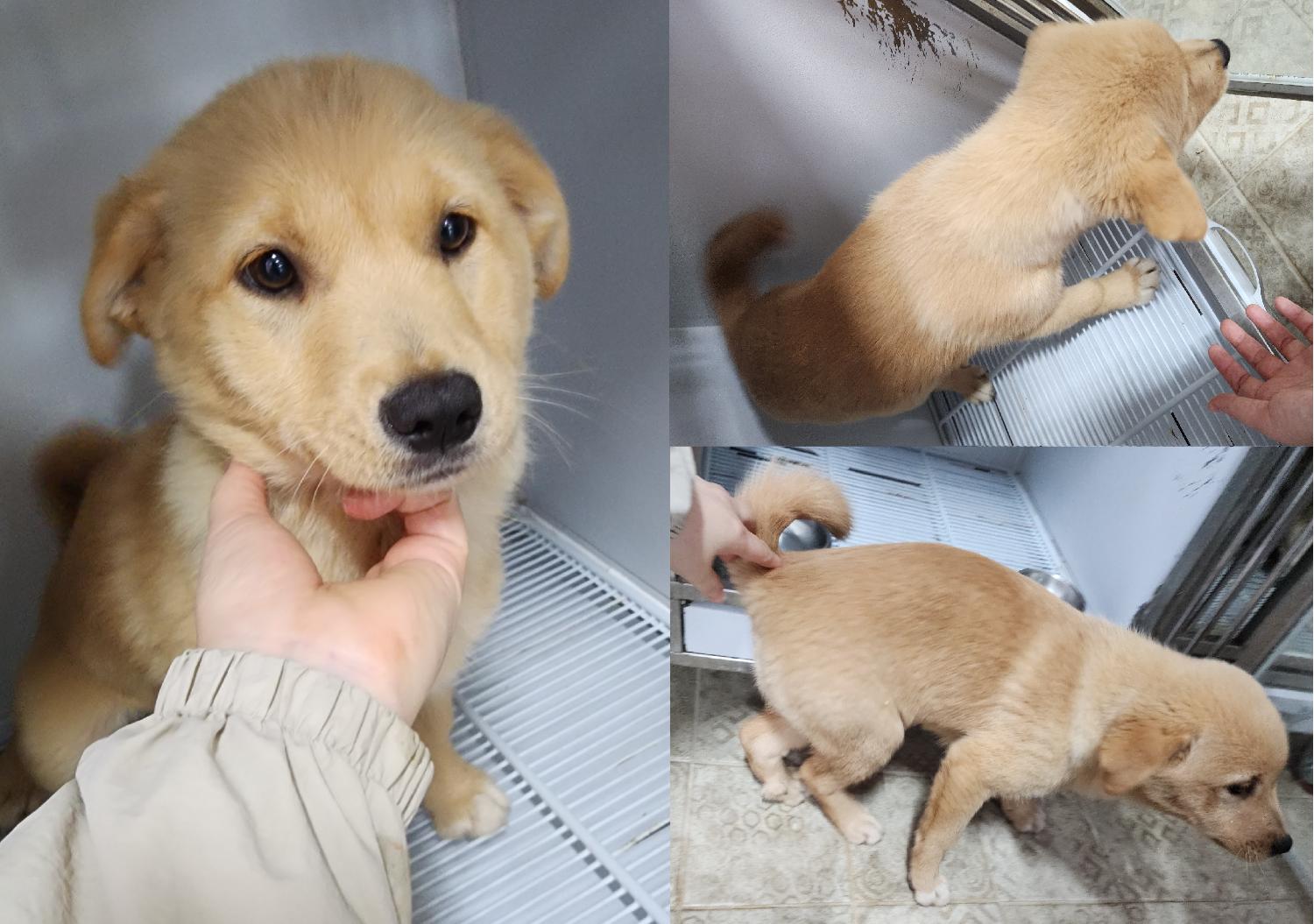 종료(입양) 믹스견…