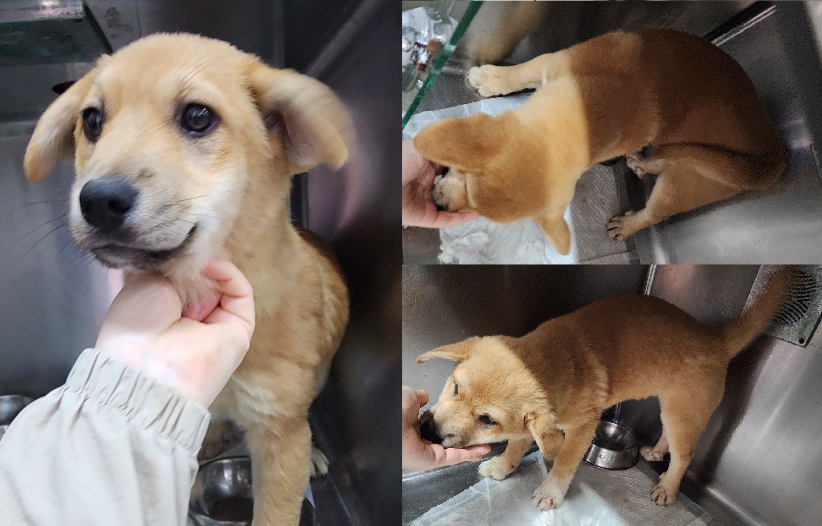 서산시 동물보호센터_444453202400657