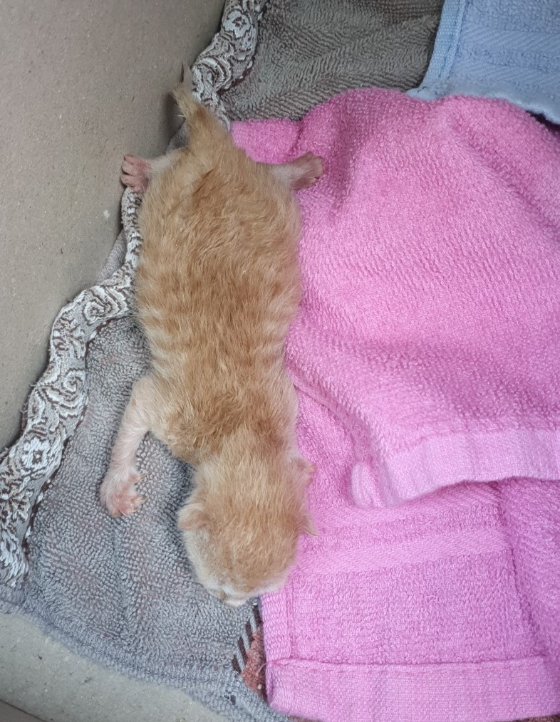 울산유기동물보호센터_431370202400308
