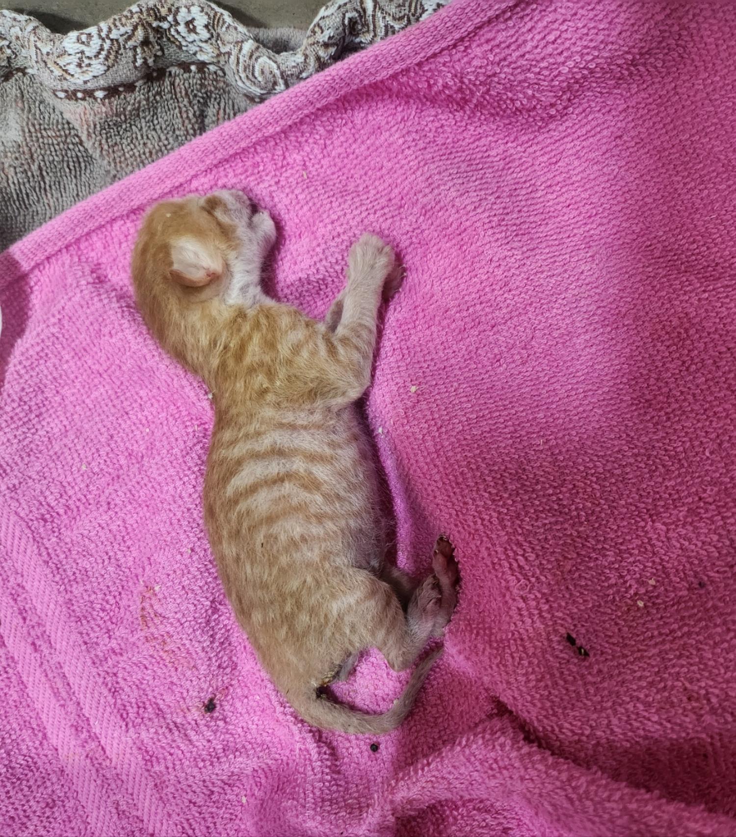 울산유기동물보호센터_431370202400309