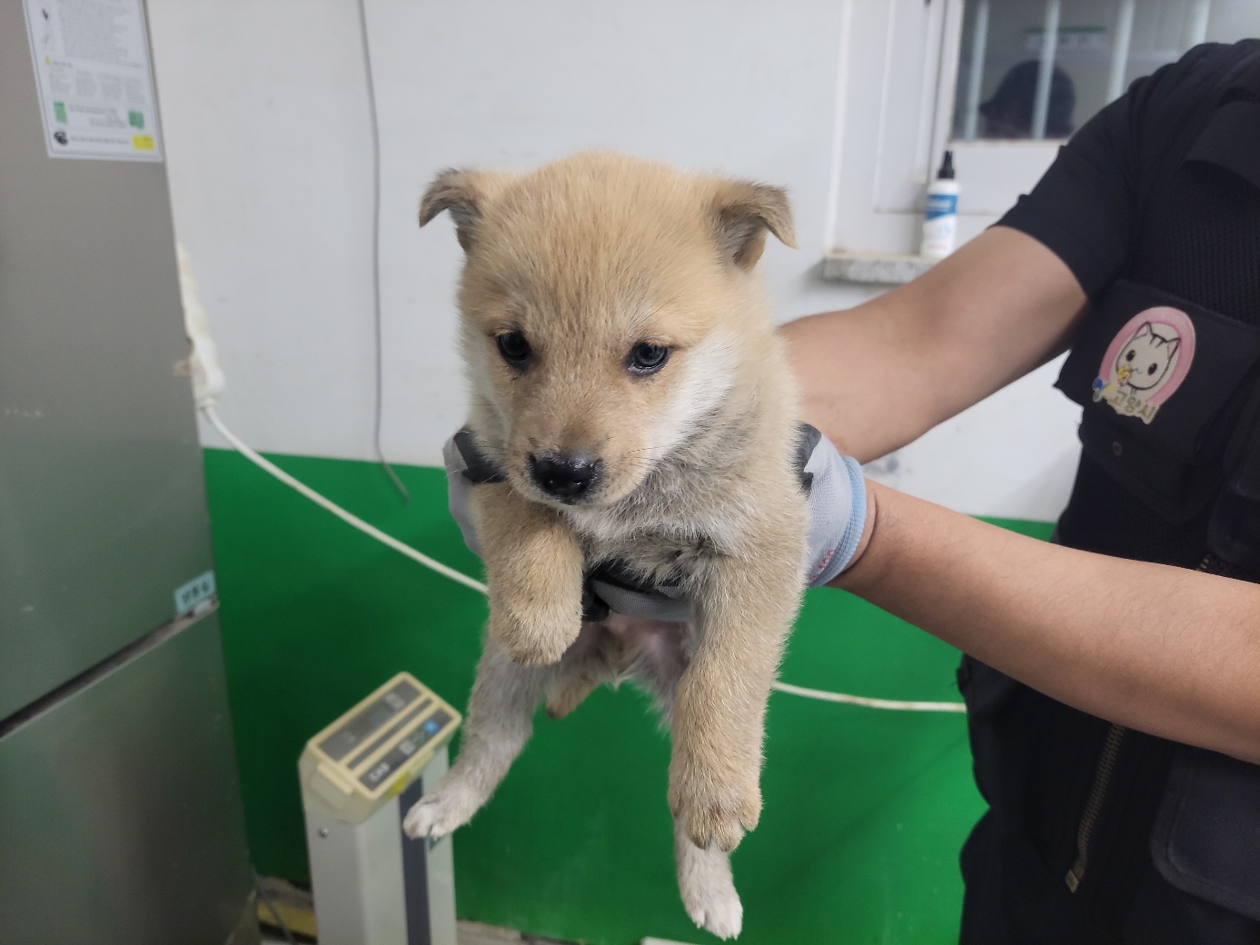고양시동물보호센터_441394202401006