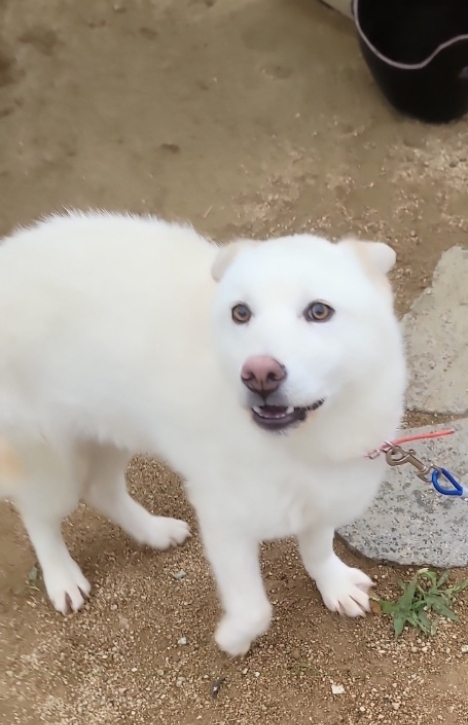 유기동물보호센터_447507202400063
