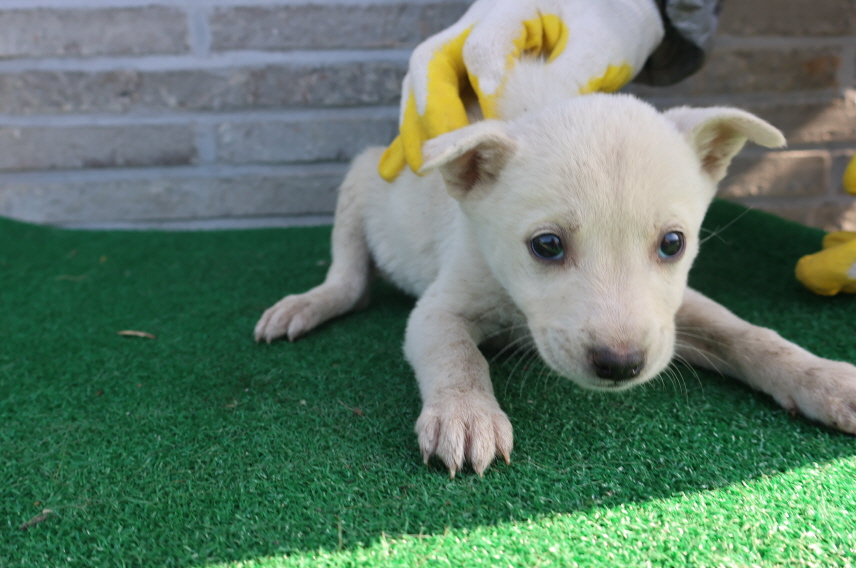 제주 동물보호센터_450650202401497